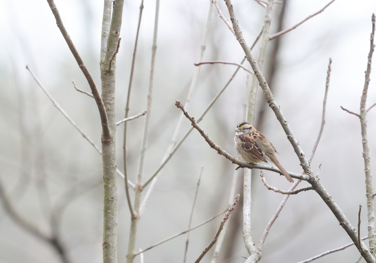 White-throated Sparrow - ML615544023