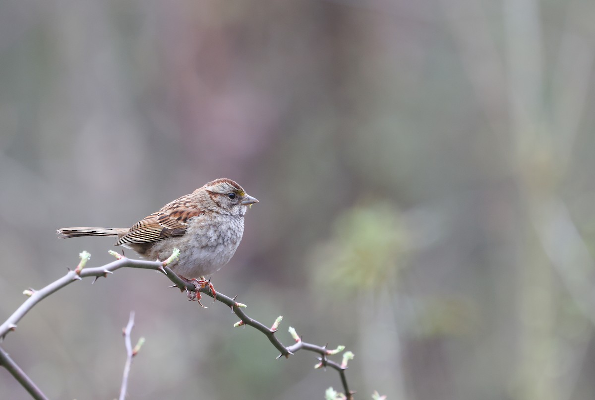 White-throated Sparrow - ML615544024