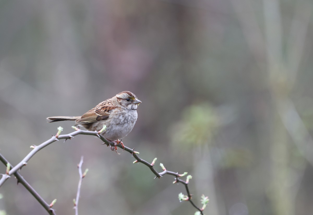 White-throated Sparrow - ML615544025