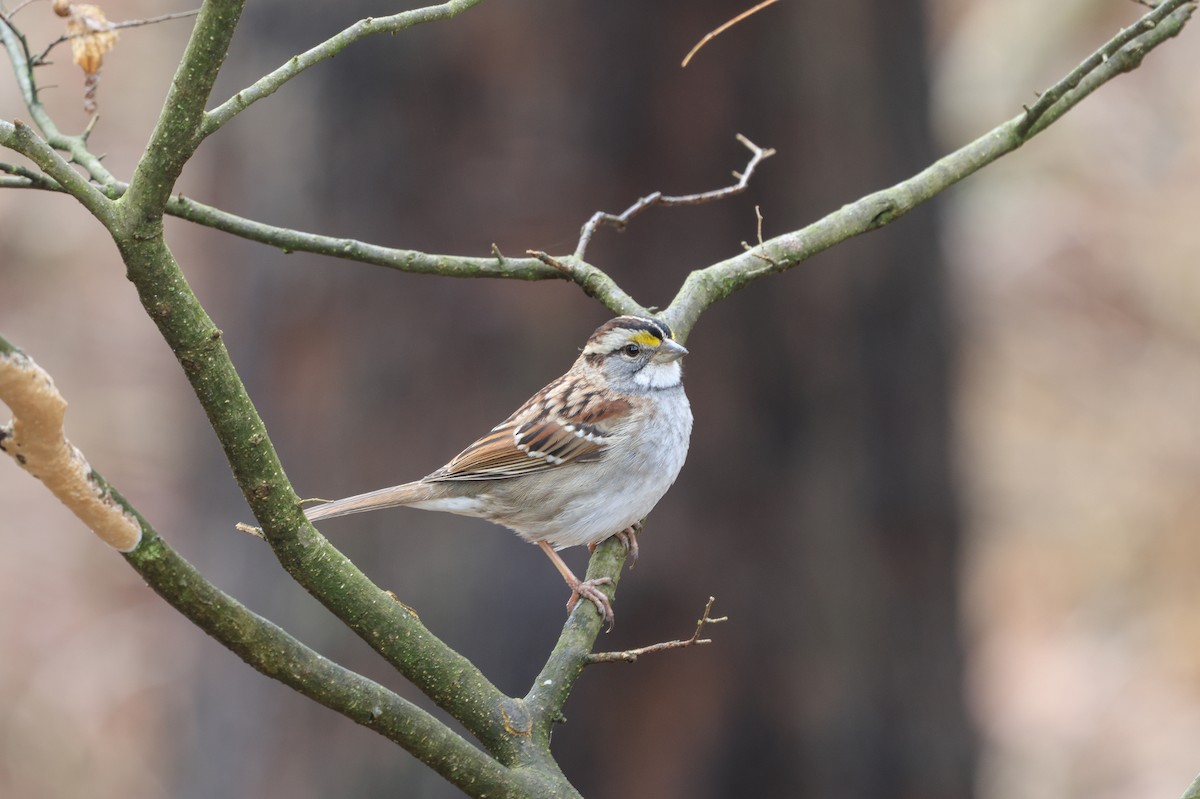 White-throated Sparrow - ML615544027
