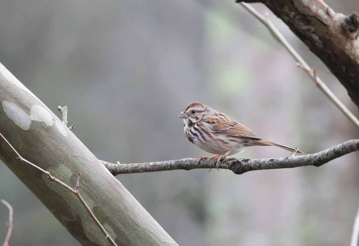 Song Sparrow - ML615544039