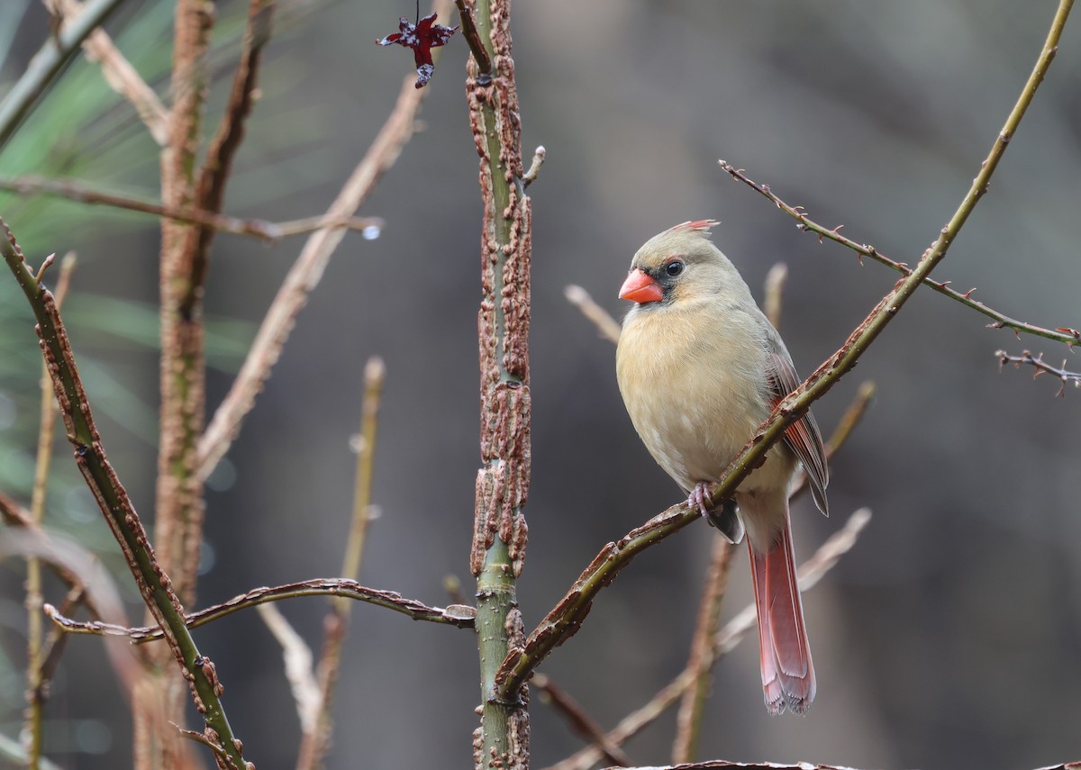 Northern Cardinal - ML615544046
