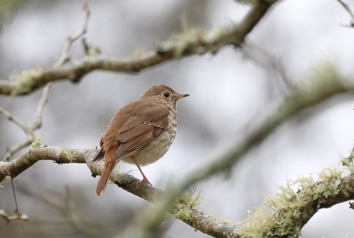 Hermit Thrush - ML615544049