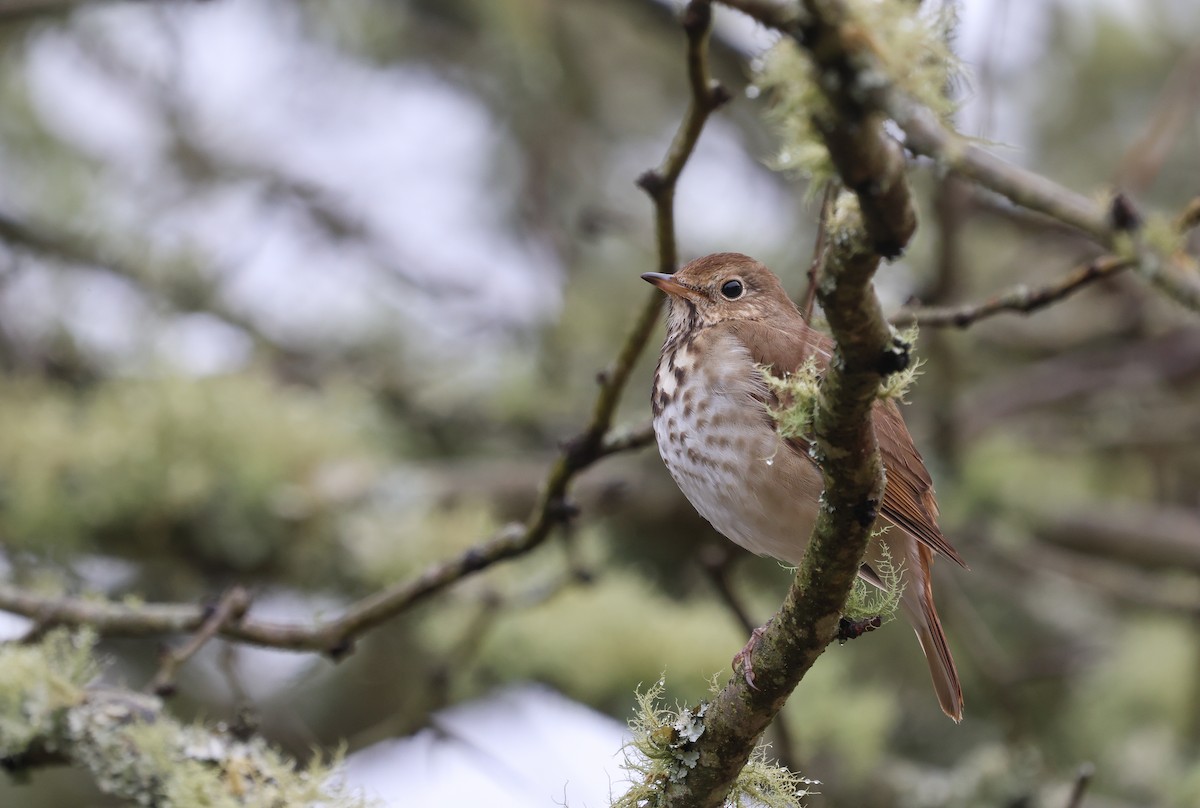 Hermit Thrush - ML615544050