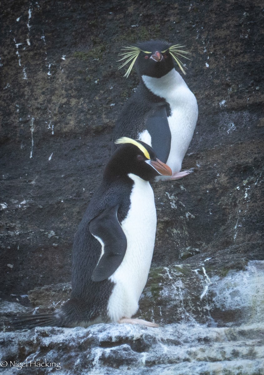 Southern Rockhopper Penguin - Nigel Hacking