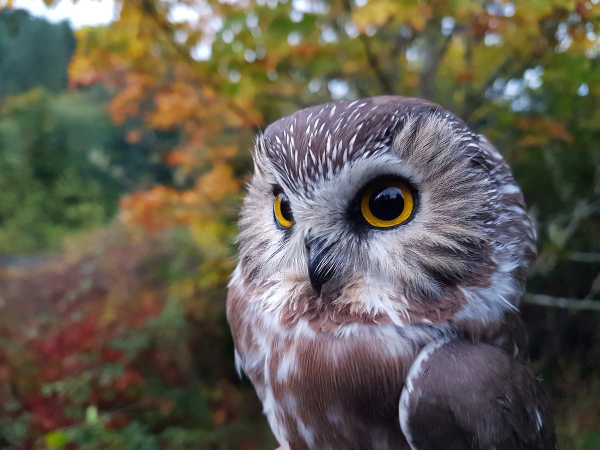 Northern Saw-whet Owl - David M. Bell
