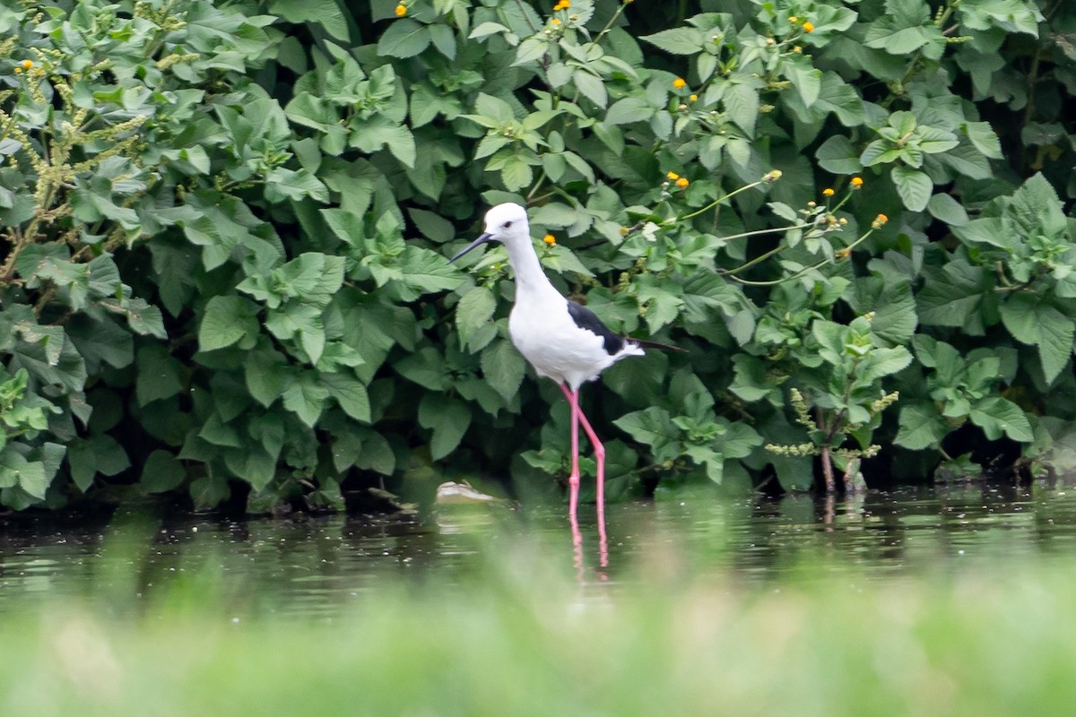 Black-winged Stilt - ML615544192