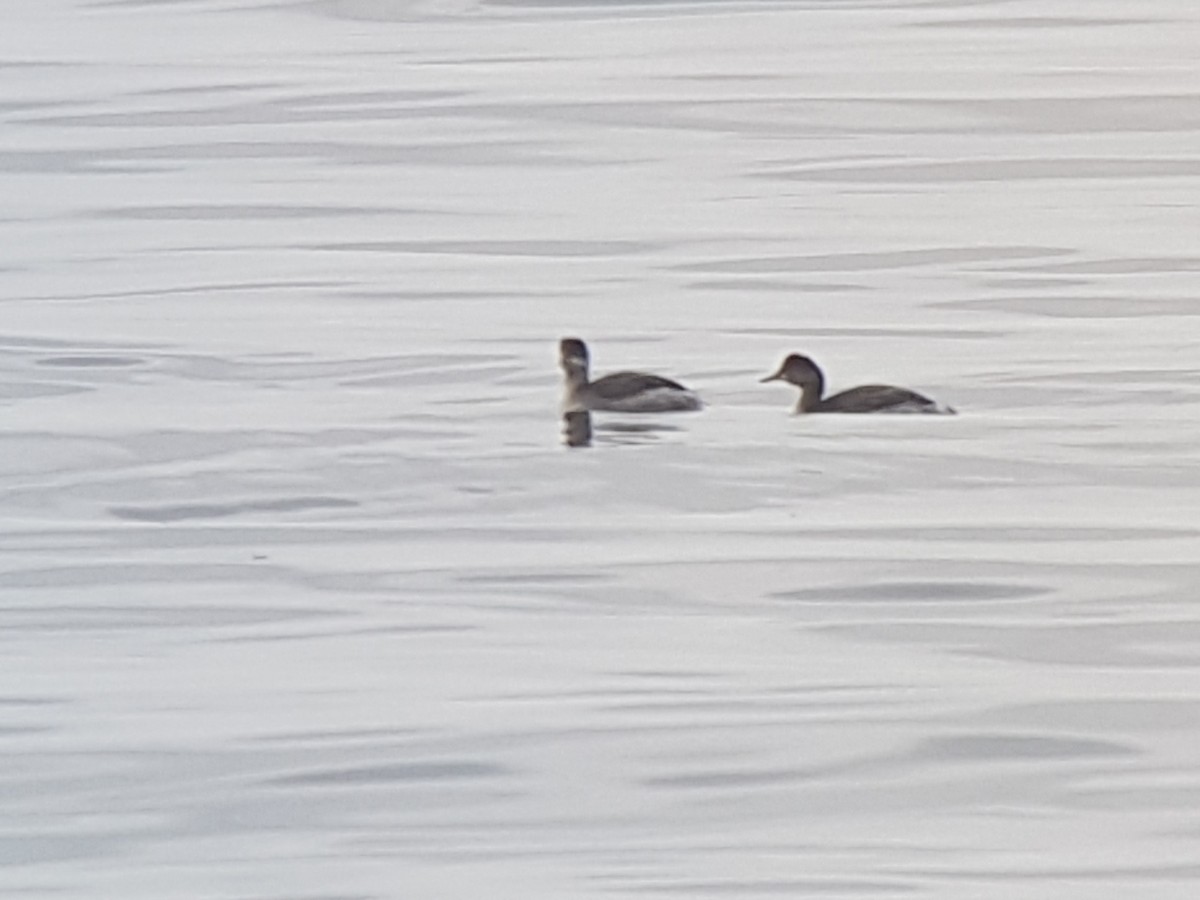 Eared Grebe - ML615544218