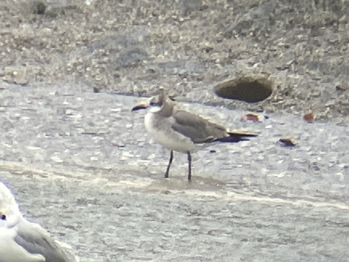 Laughing Gull - ML615544234