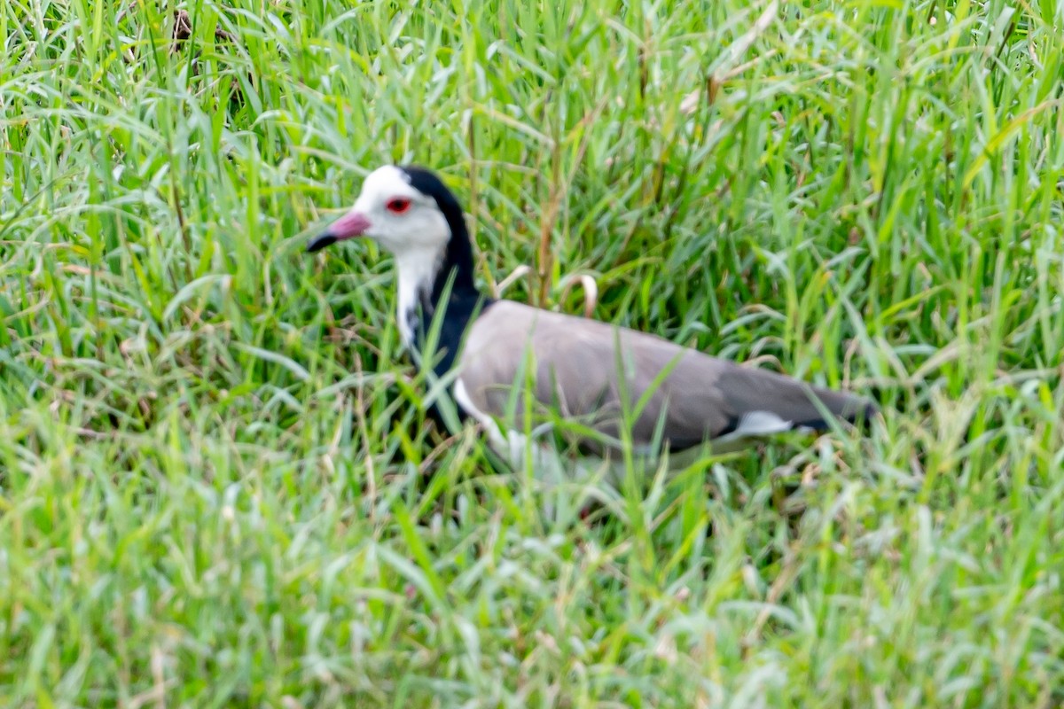 Vanneau à ailes blanches - ML615544246