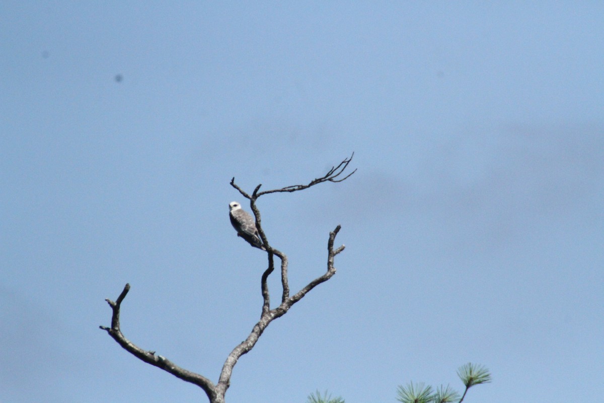 White-tailed Kite - ML615544287