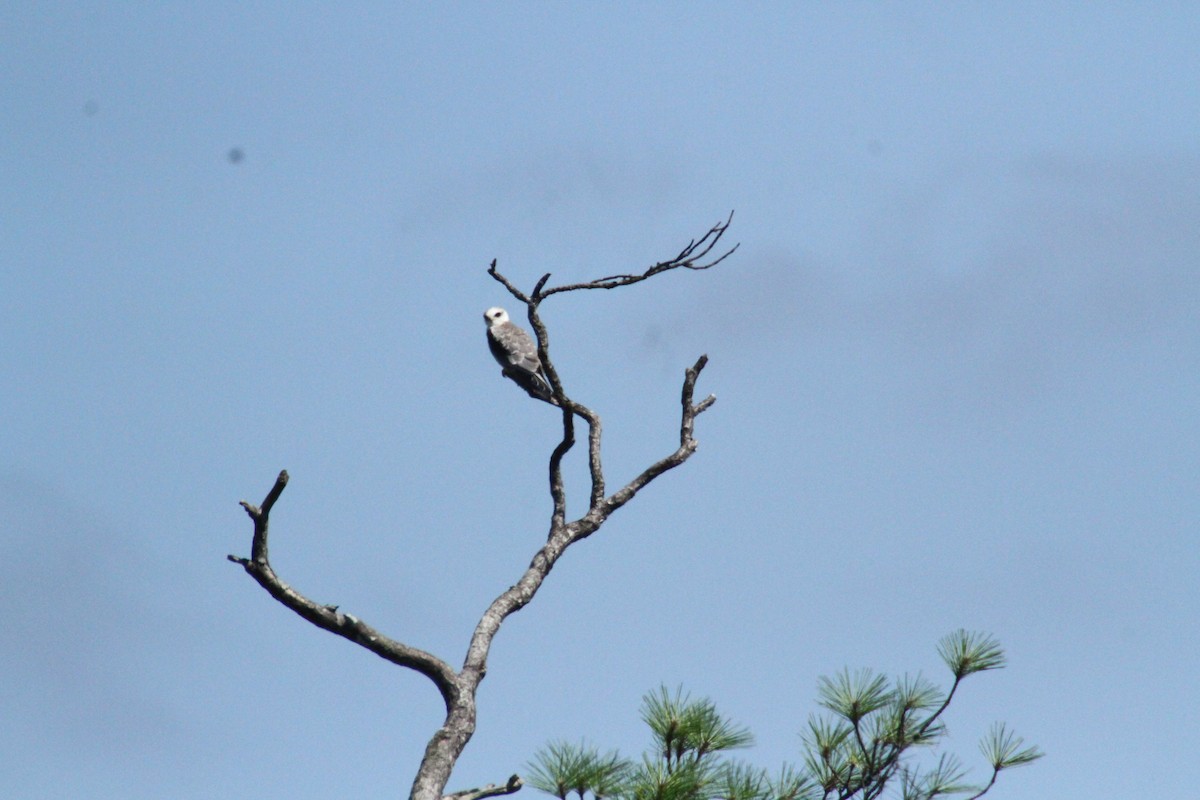 White-tailed Kite - ML615544290