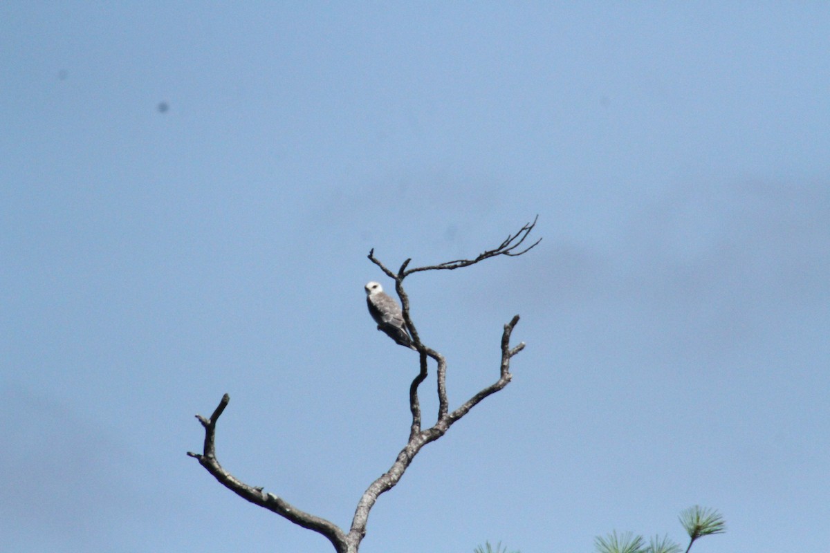 White-tailed Kite - ML615544291