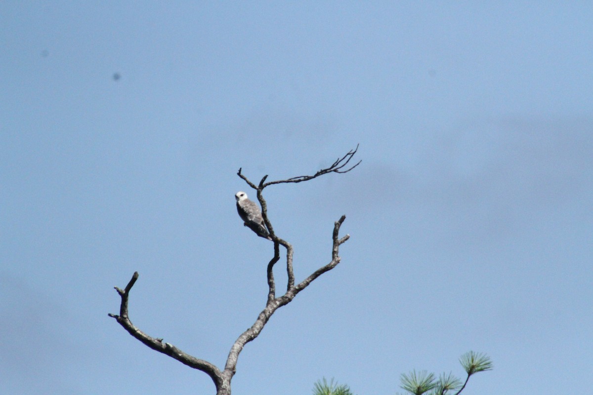 White-tailed Kite - ML615544296