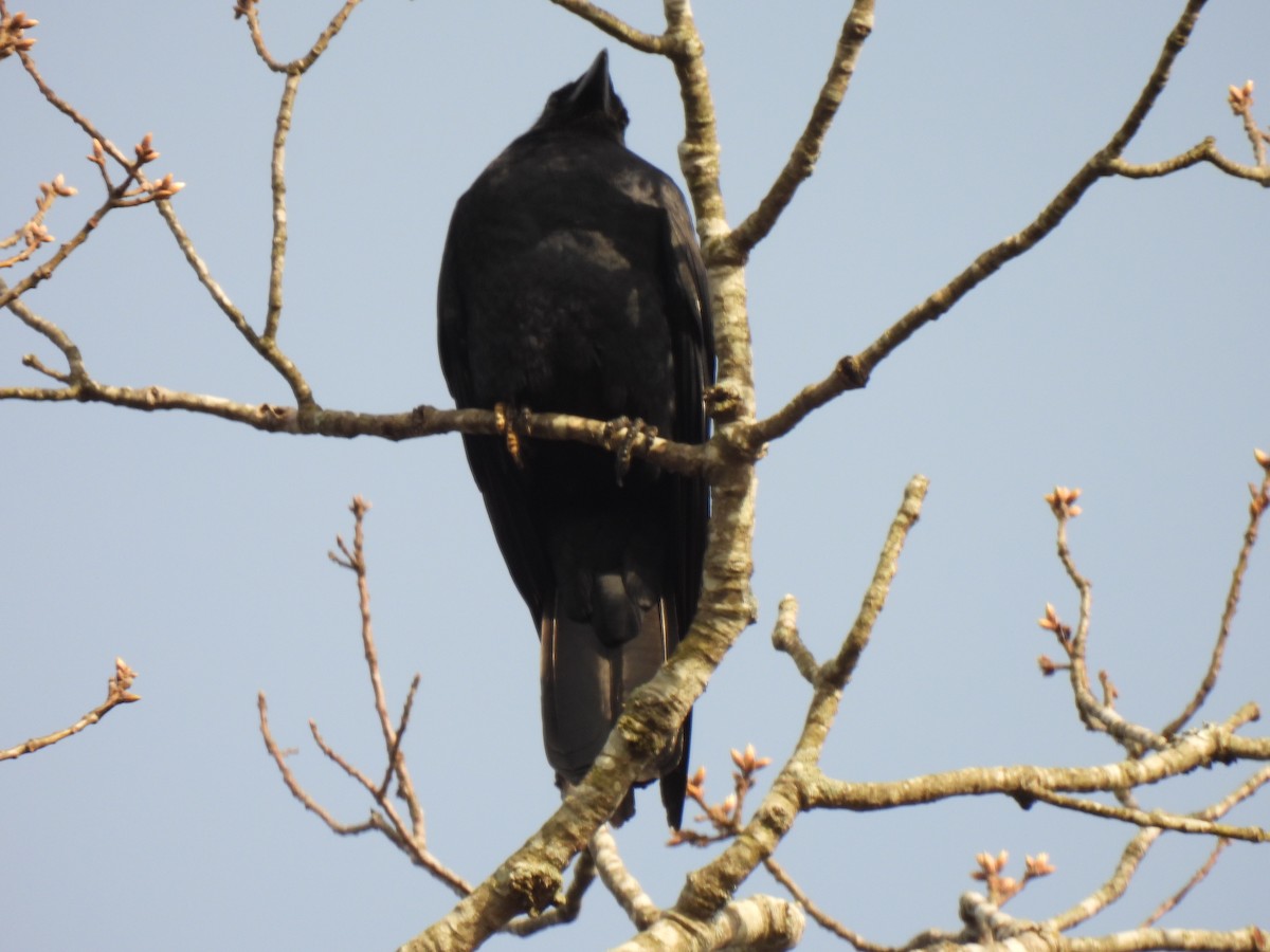 Fish Crow - ML615544362