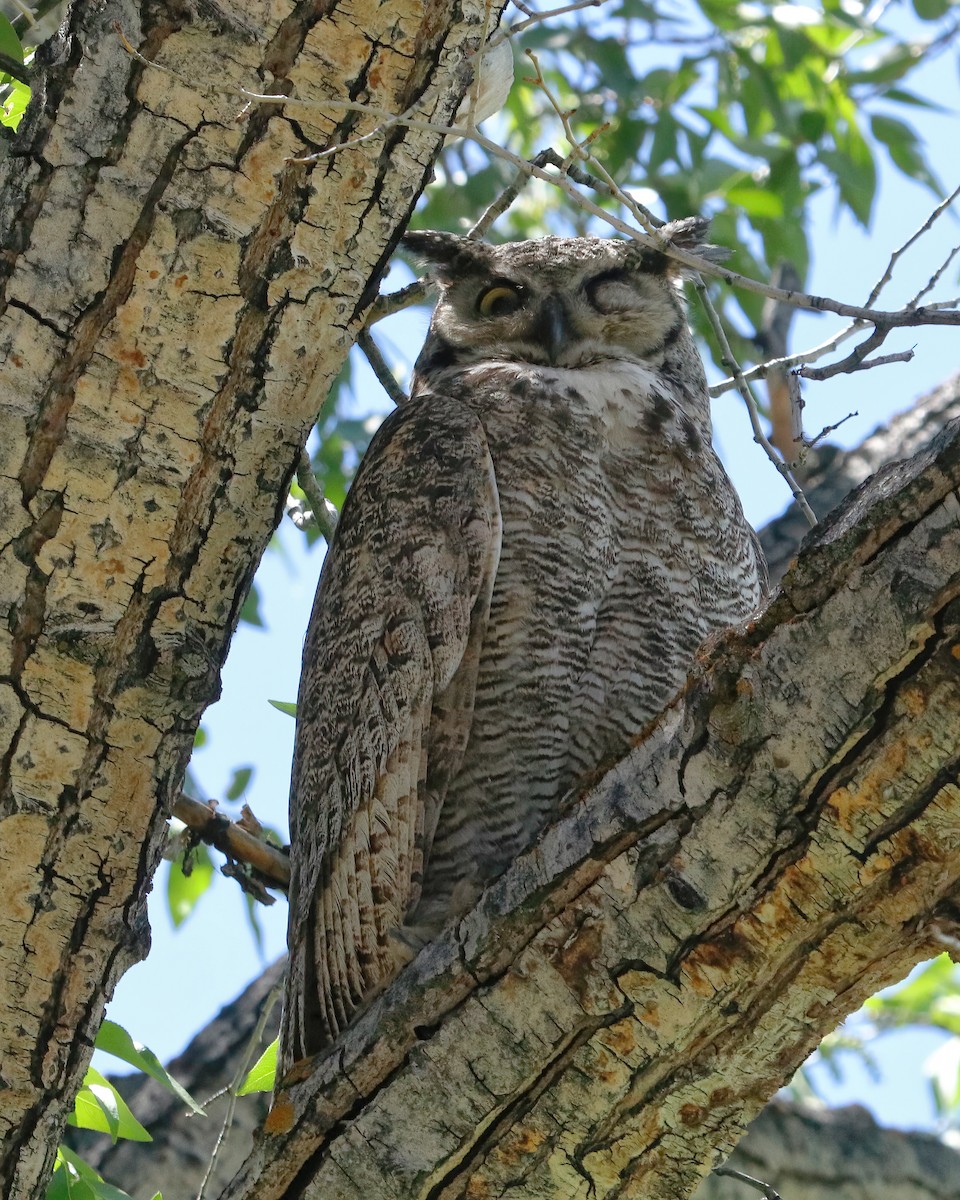 Great Horned Owl - ML615544417