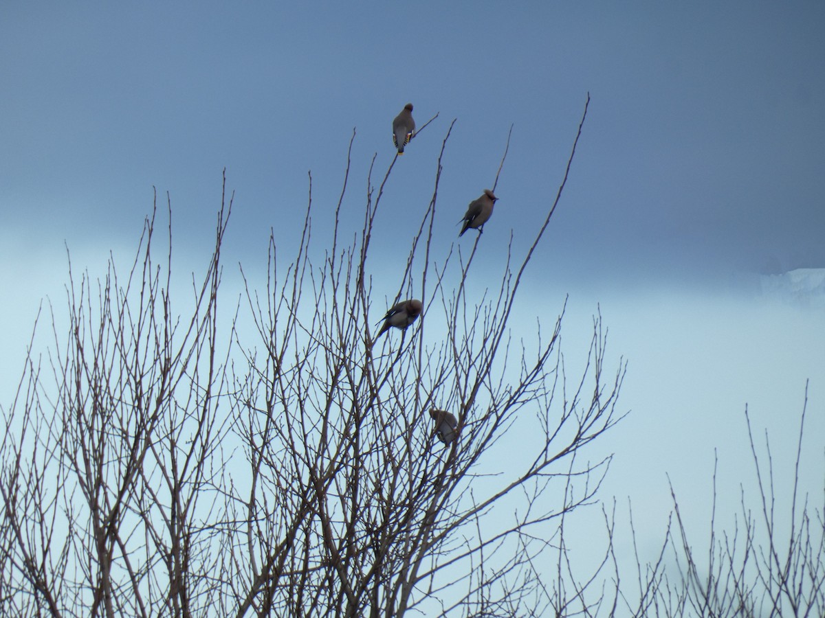 Bohemian Waxwing - Lukas Le Grice