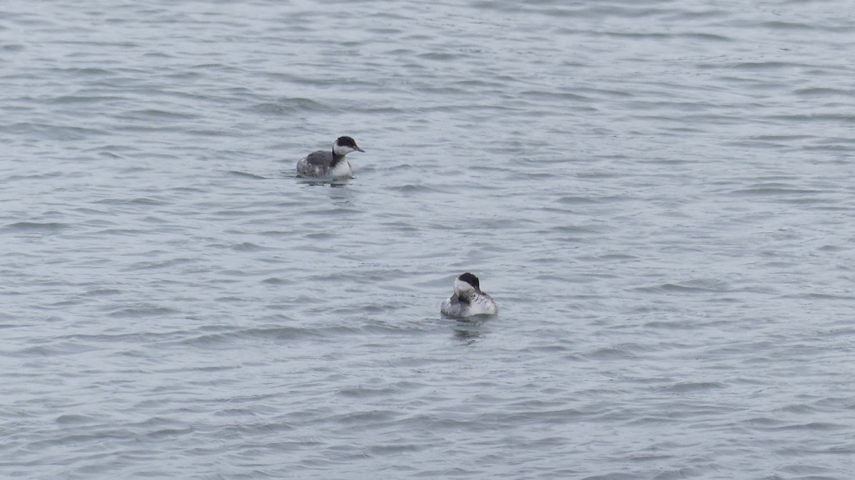 Horned Grebe - ML615544447