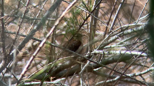 Troglodyte des forêts - ML615544505