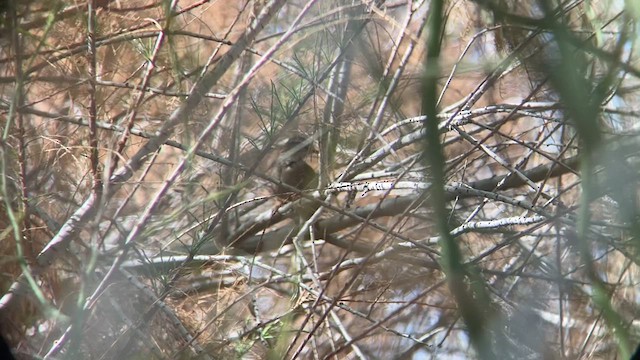 Troglodyte des forêts - ML615544511