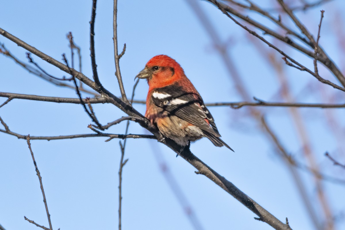 White-winged Crossbill - ML615544539