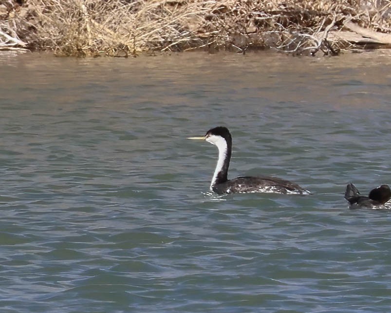 Western Grebe - ML615544541