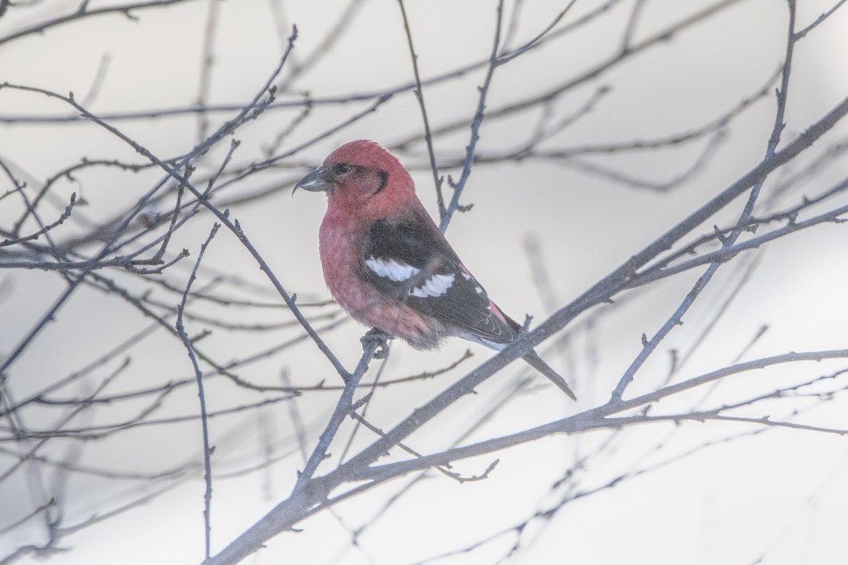 White-winged Crossbill - ML615544542