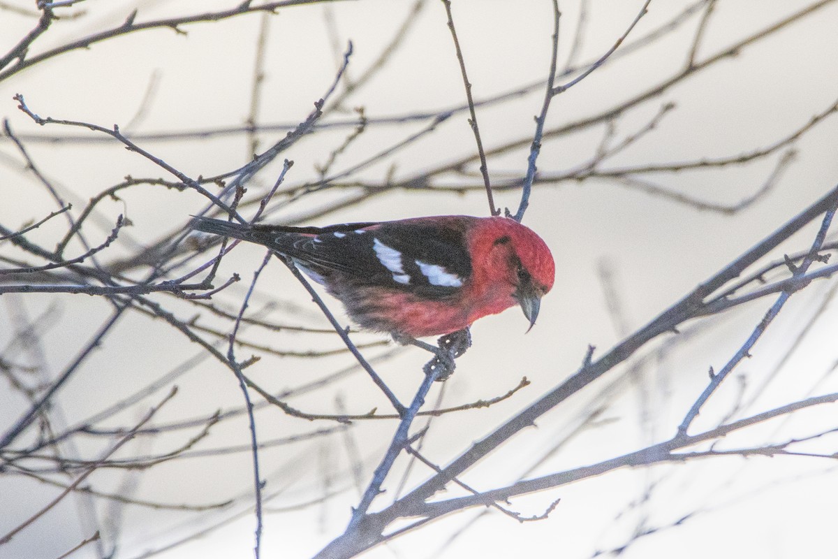 White-winged Crossbill - ML615544543