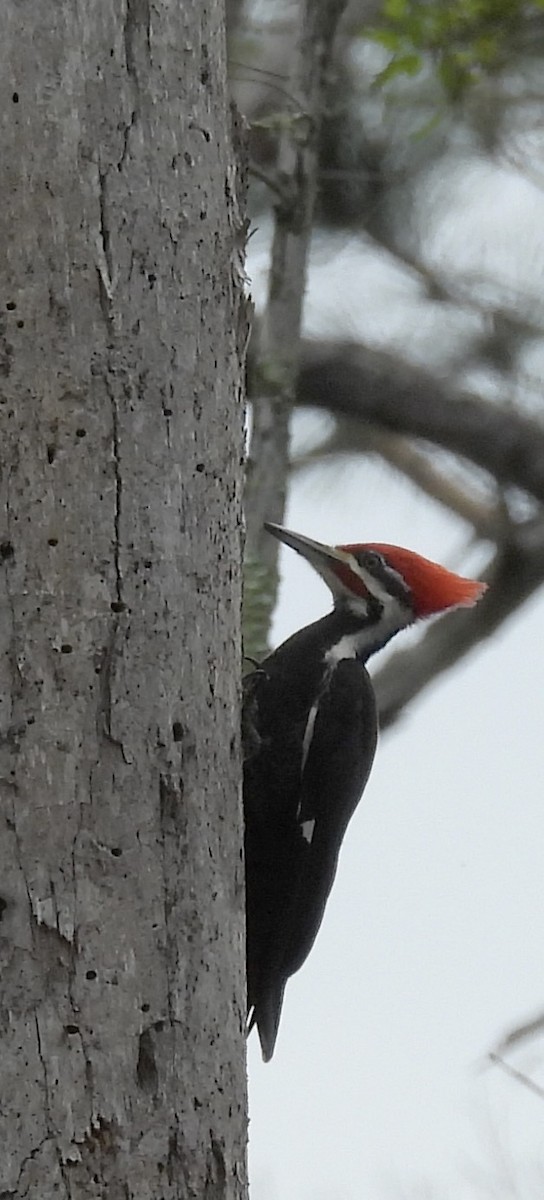 Pileated Woodpecker - pamela graber