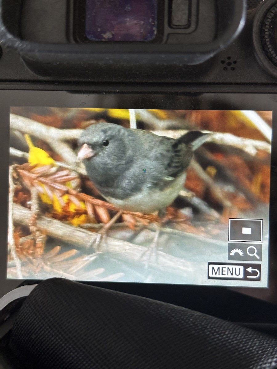 Dark-eyed Junco (Slate-colored) - Connor Cochrane