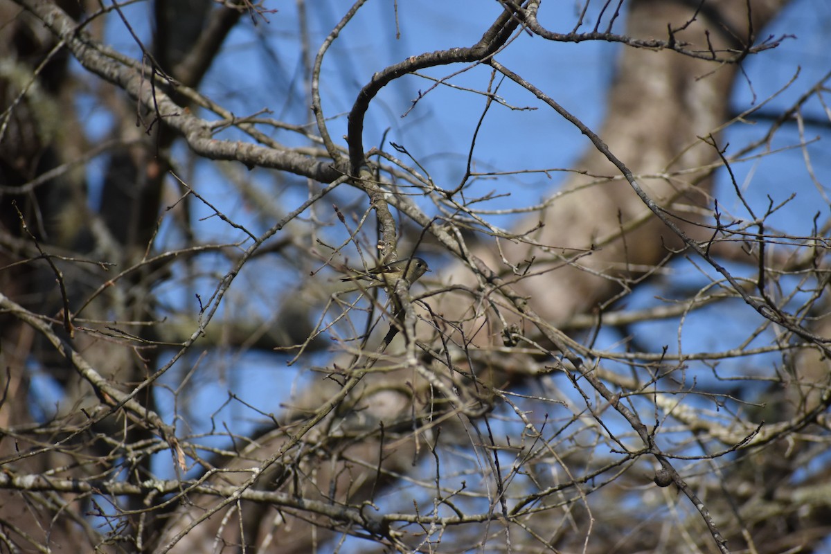 Ruby-crowned Kinglet - Tyson Hart