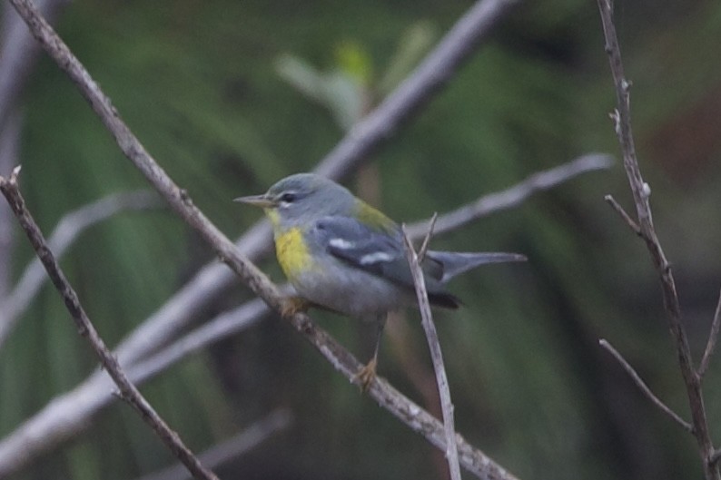 Northern Parula - ML615544576