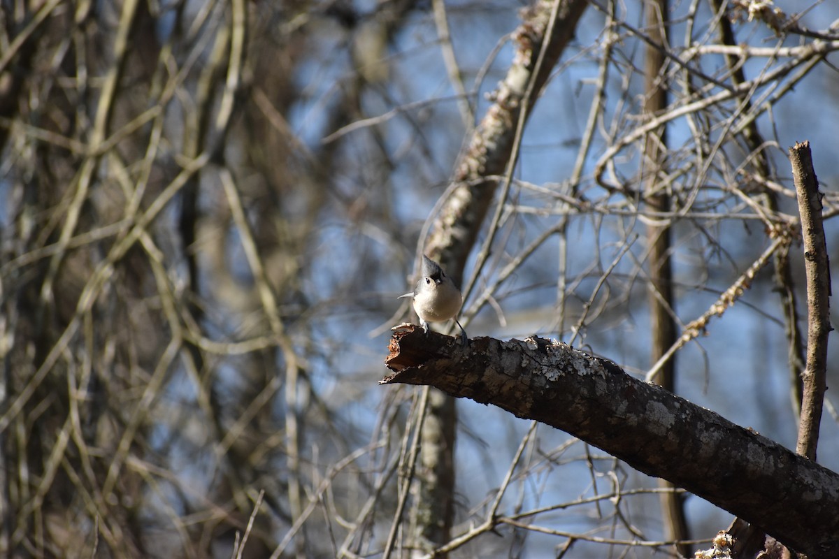 Tufted Titmouse - Tyson Hart