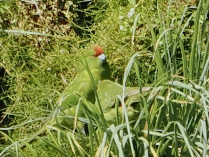 Perico Maorí Cabecirrojo - ML615544622