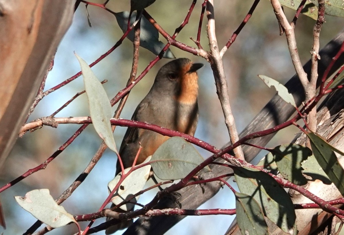 Red-lored Whistler - ML615544658