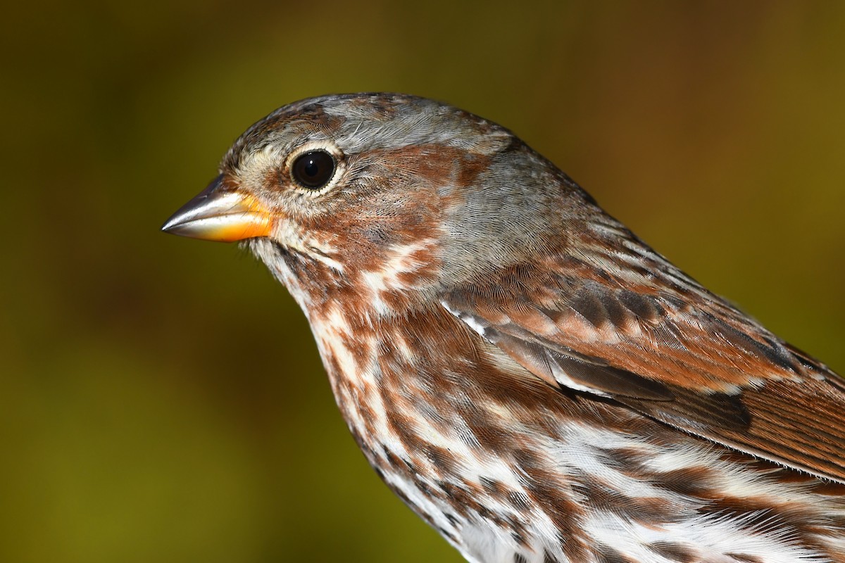 Fox Sparrow (Red) - ML615544666