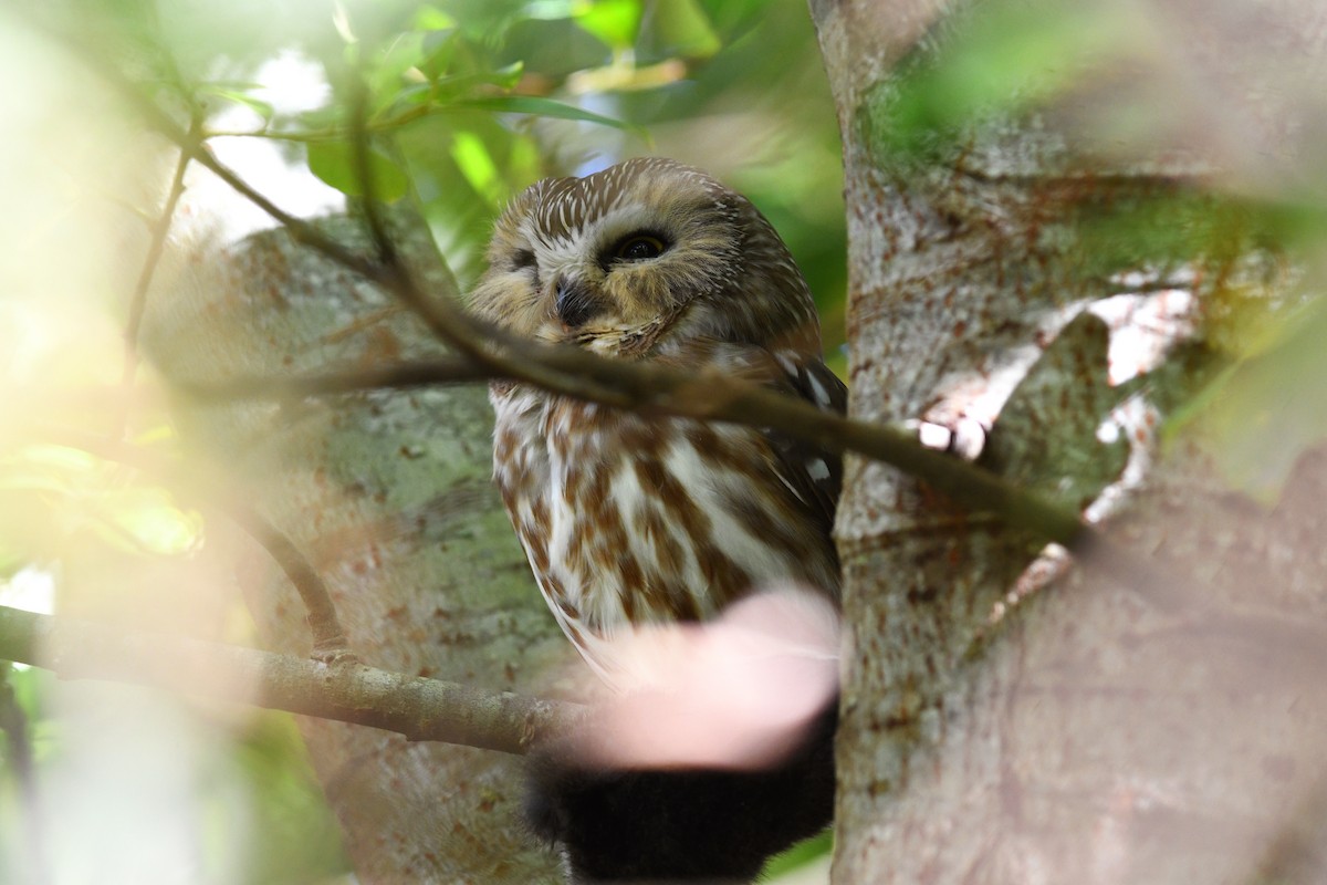 Northern Saw-whet Owl - ML615544679