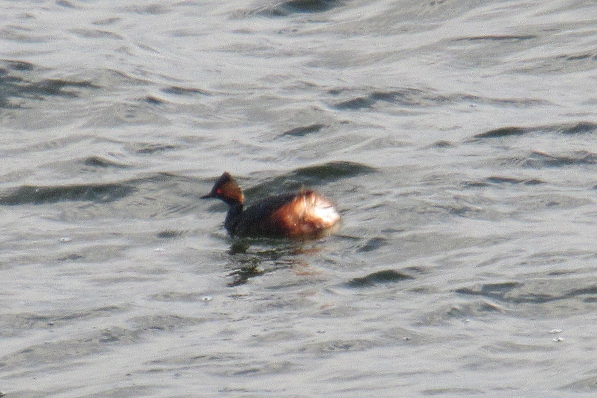 Eared Grebe - ML615544697