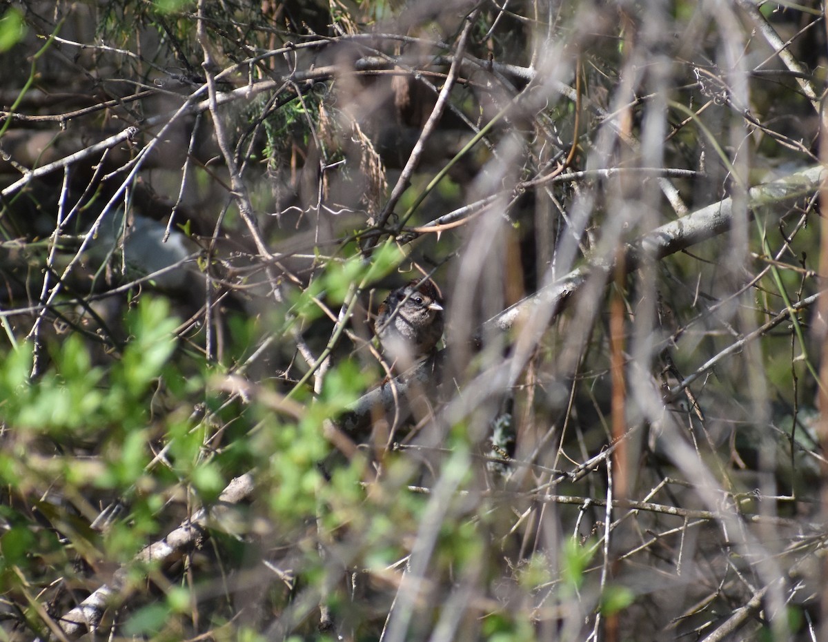 Swamp Sparrow - Tyson Hart