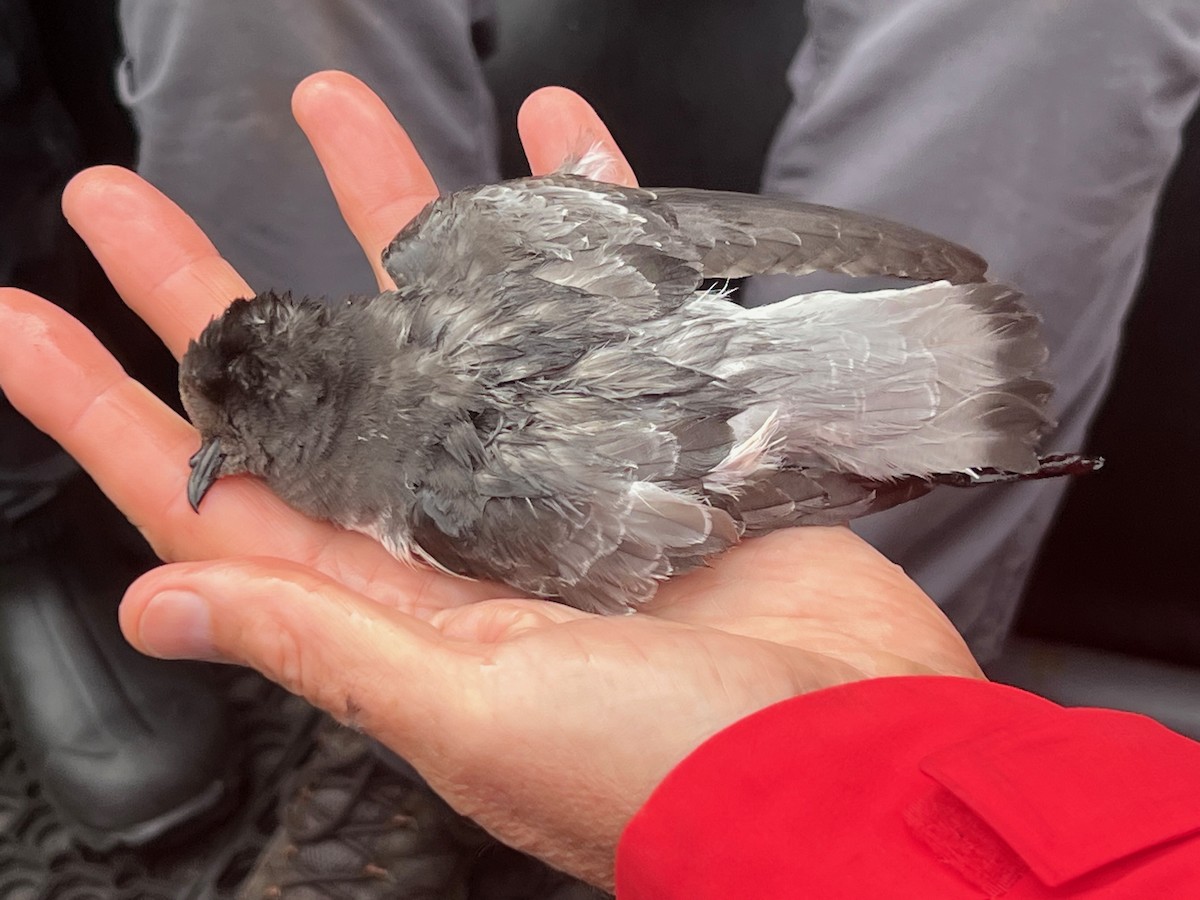 Gray-backed Storm-Petrel - ML615544759