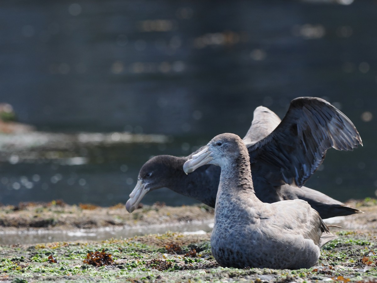 Northern Giant-Petrel - ML615544766