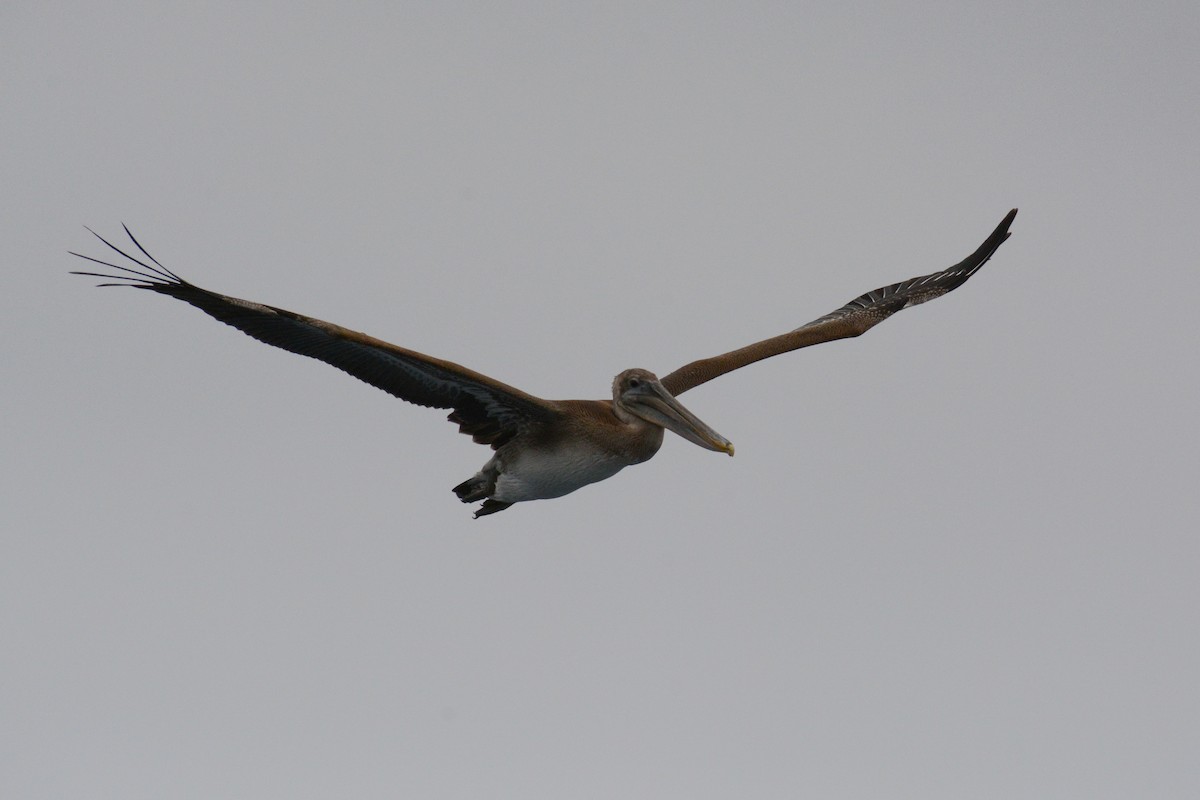 Brown Pelican - David Jeffrey Ringer