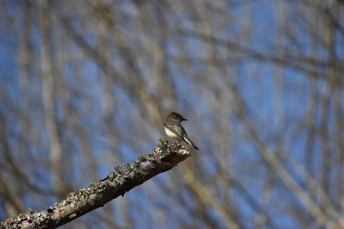 Eastern Phoebe - Tyson Hart