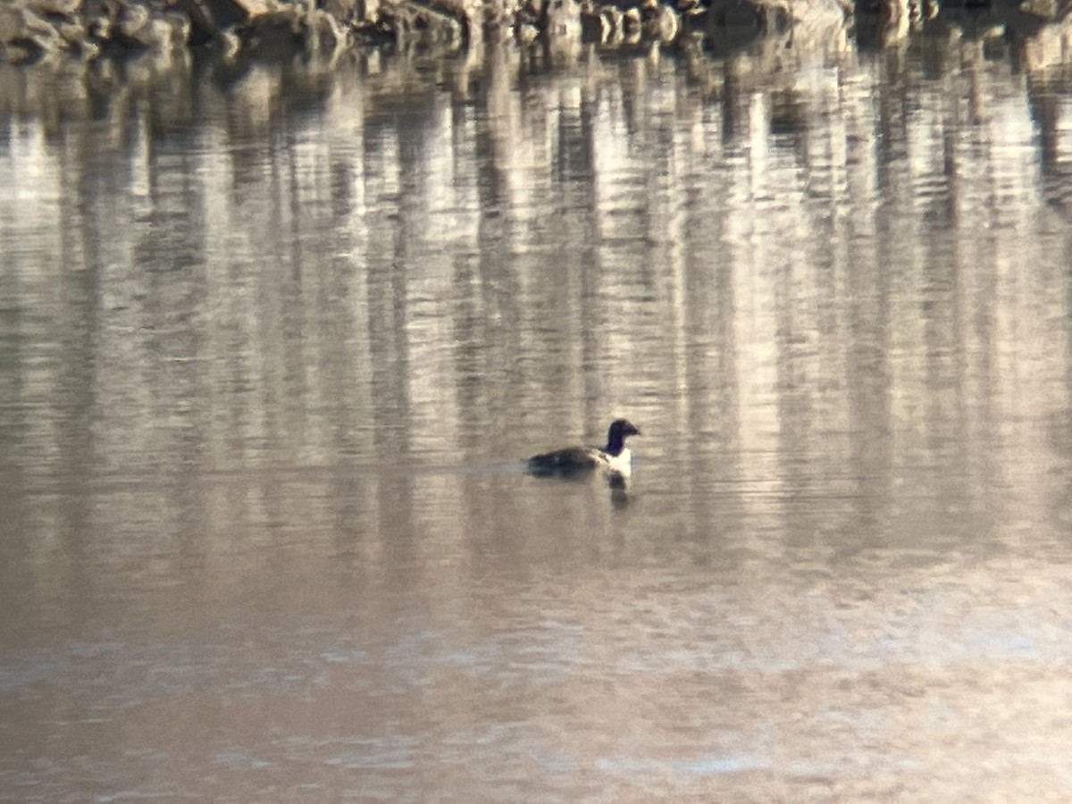 White-winged Scoter - ML615544807