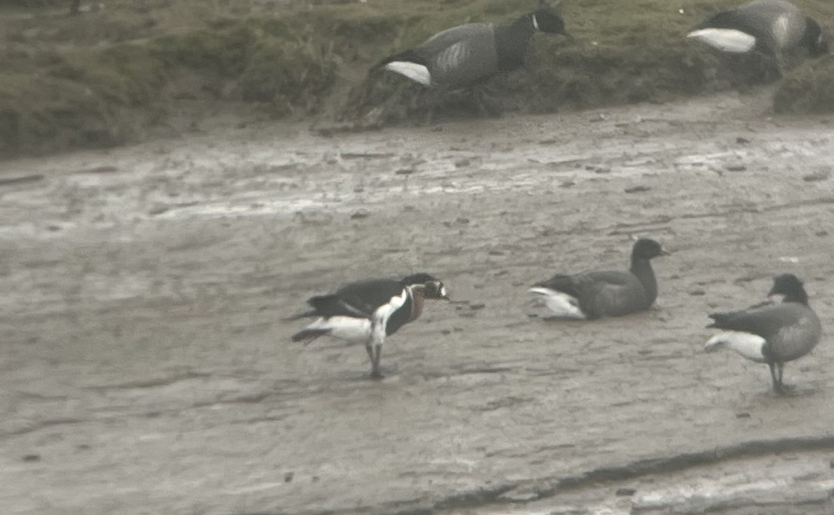 Red-breasted Goose - ML615544842