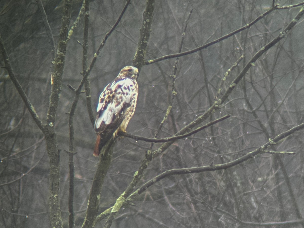 Red-tailed Hawk (borealis) - ML615544859