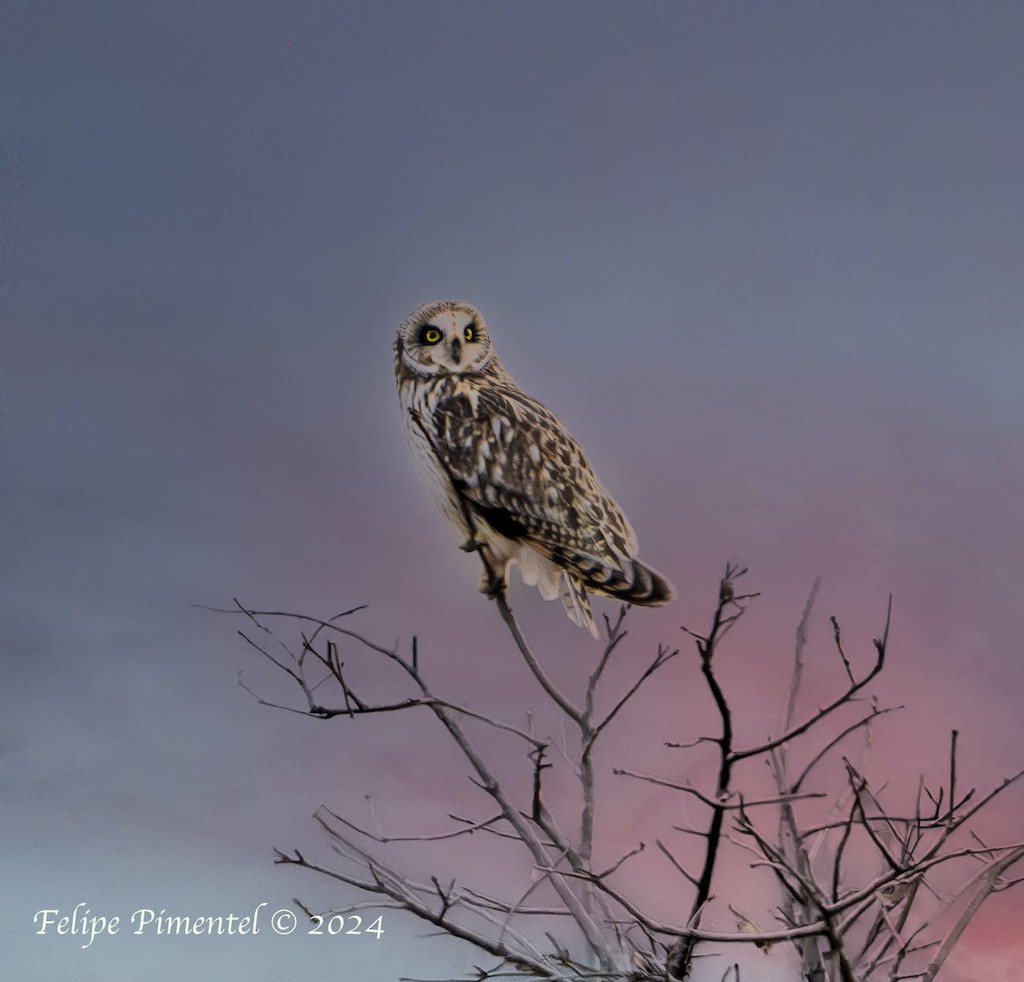 Short-eared Owl - Felipe Pimentel