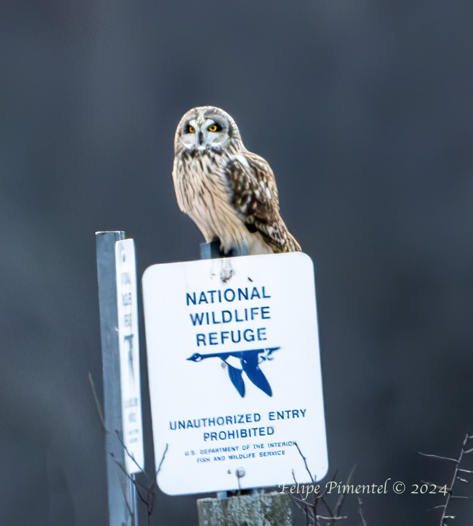 Short-eared Owl - ML615544873