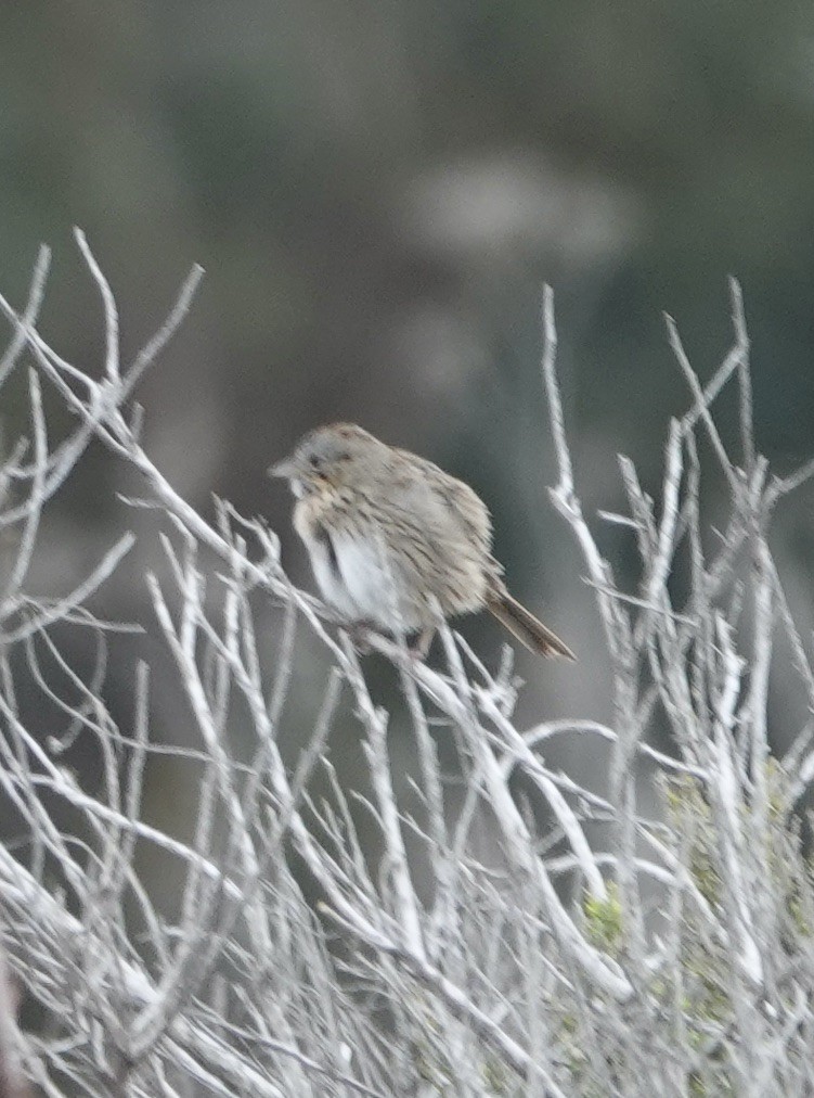 Lincoln's Sparrow - Dave Ebbitt