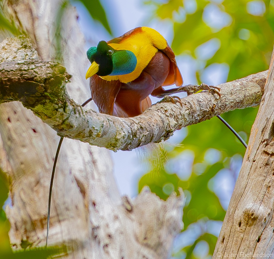 Red Bird-of-Paradise - ML615544913